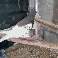 چپ قهوه ای ماده گل دار