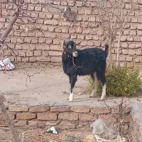 فروش یک راس بزغاله آلپاین نر