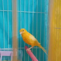قناری ماده|پرنده|بیرجند, |دیوار