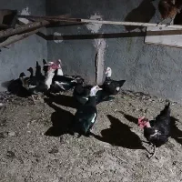 اردک اسرائیلی