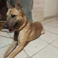 حیوان|سگ|جوین, |دیوار