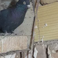 کبوتر فروشی