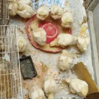جوجه 35روزه سالم کارتونی گرفته بودم همینا موندن