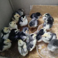 جوجه گلین ۴۰تاج ریشی