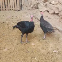 بوقلمون نر وماده