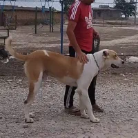 سگ توله البای ۱۱ ماهه|سگ|گرگان, |دیوار