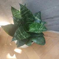 قیمت‌ها متفاوت|گل و گیاه طبیعی|جوانرود, |دیوار