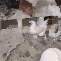 ۷۰تامرغ تخم گذار همه تازه به تخم اومدن|حیوانات مزرعه|قم, انسجام|دیوار