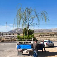 اجرا فضای سبز و روف گاردن ودرخت و نهال