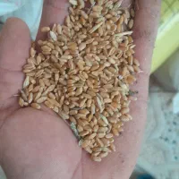 گندم امیدیه