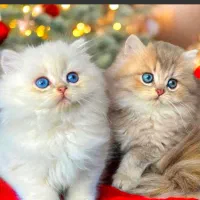 پرشین چشم آبی سوپرفلت . اسکاتیش قیمت از ۸ و نیم