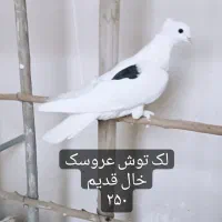 تهرونی اصیل|پرنده|فولادشهر, مسکن مهر فولادشهر|دیوار