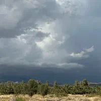 توت پیوندی یا قلمی