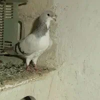 آبی شیخی نر مست