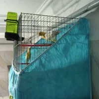 قناری نر و ماده خواهر و برادر|پرنده|بابل, |دیوار