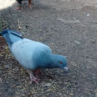 کفتر طاووسی جفت گاهی|پرنده|سبزوار, غرب نیروگاه|دیوار