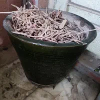 گلدان|گل و گیاه طبیعی|تهران, نازی‌آباد|دیوار