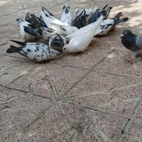 تعداد ۱۵ عدد کبوتر یکجا|پرنده|گرمی, |دیوار