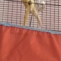 یک عدد قناری لیمویی نر مست قرص