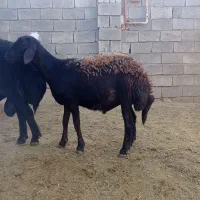 بره نر افشاری
