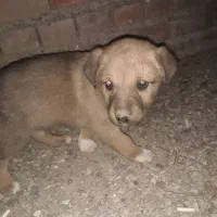 عراقی اصل به فروش میرسد