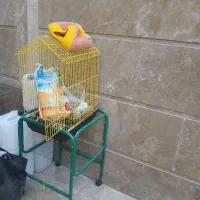 قفس