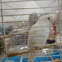 عروس هلندی|پرنده|چرداول, |دیوار