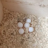 پرنده عروس هلندی لوتینو