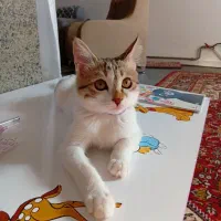 بچه گربه ماده ۳و نیم ماهه