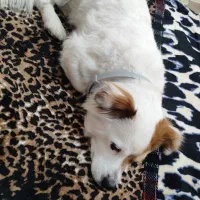 دزدیده شده|حیوانات|رشت, گلسار|دیوار