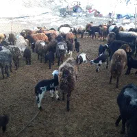 میش و بره افشار