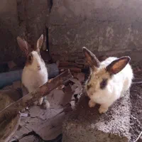 دو عدد قفس پرنده به علت کم بود جا به فروش میرسد