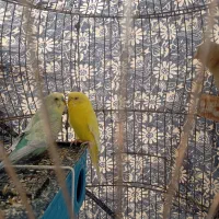 جفت مرغ عشق مولد سالم چشم شرابی