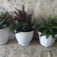 گل وکاکتوس