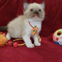 گربه های ملوس و شیطون