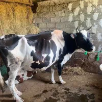 گاو دورگ