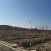 نهال درخت|گل و گیاه طبیعی|رباطکریم, انجم آباد|دیوار