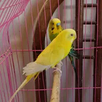 جفت مرغ عشق مولد