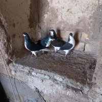 کبوتر سیاه پوش