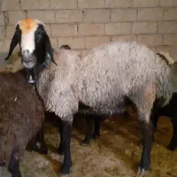 شیشک قوچ شال