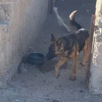 سگ ژرمن ماده