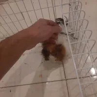 همستر و خوکچه هندی جفتشون با قفس لوازم|موش و خرگوش|کرج, شهرک بنفشه|دیوار