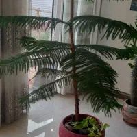 گل آپارتمانی