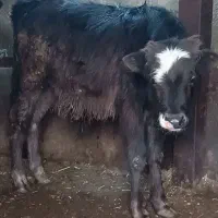 سه عدد گوساله نر|حیوانات مزرعه|سیلوانه, |دیوار