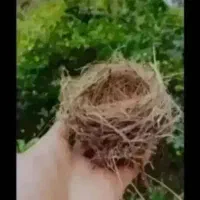 قناری فایترمست مست