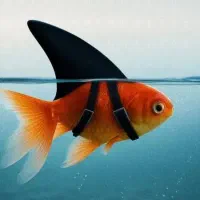 فروش تایگر بارب