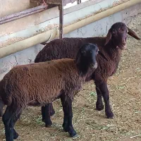 بره ماده 2عدد39کیلو