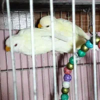 جفت کوتوله جوان ۹ماهه معاوضه با قناری