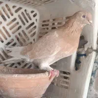 کبوتر خوب|پرنده|قم, لسانی|دیوار