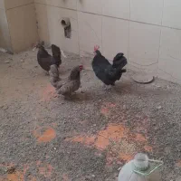 مرغ خروس مینا تور|حیوانات مزرعه|فردیس, شهرک ارم|دیوار